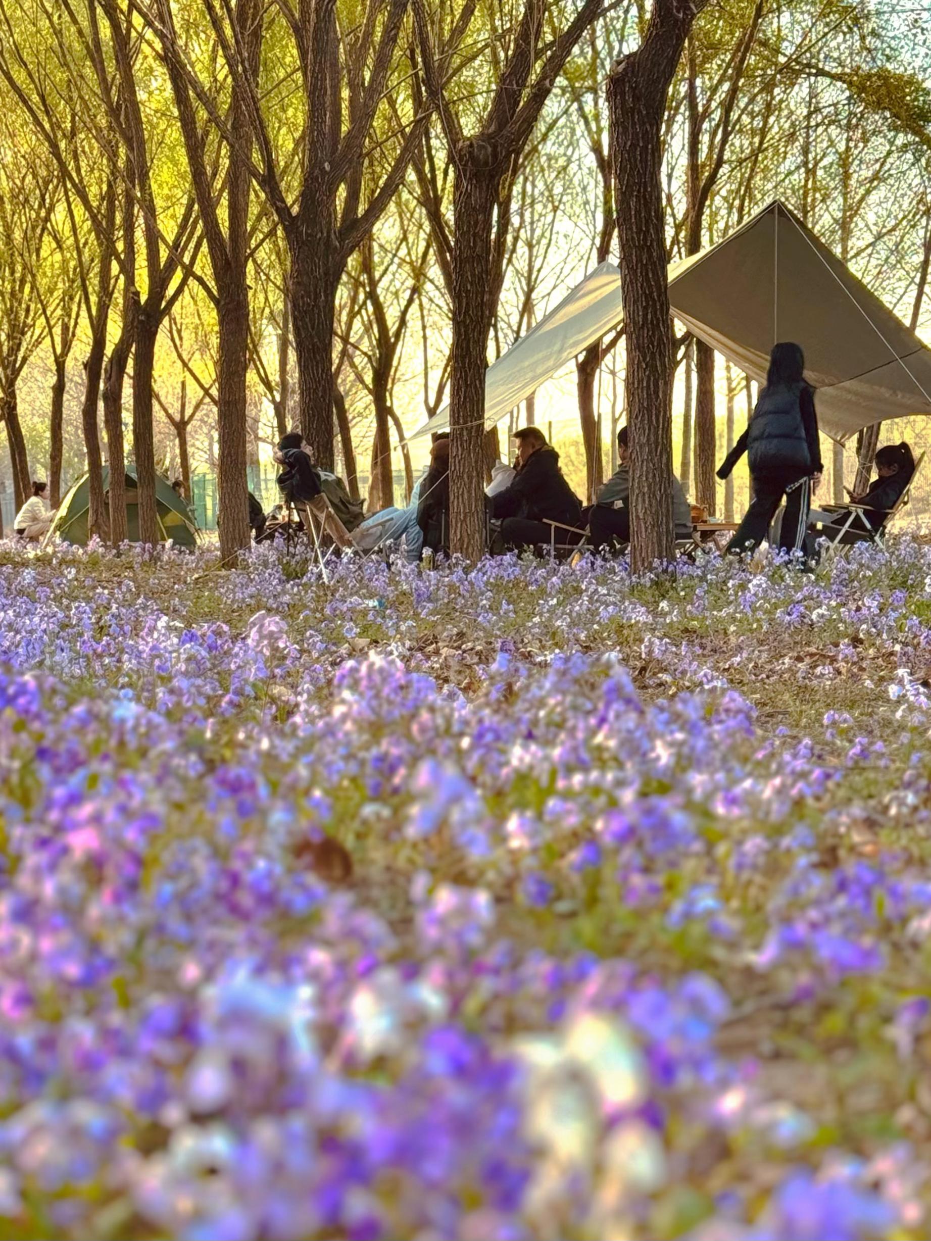 清明假期期間，范女士一家在北京溫榆河邊露營。受訪者供圖