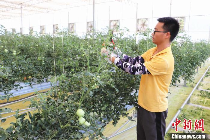 圖為在紅谷灘區(qū)元宇宙·VR數(shù)字農(nóng)業(yè)示范基地七彩番茄培育車(chē)間內(nèi)，農(nóng)業(yè)技術(shù)員正在對(duì)番茄植株進(jìn)行修剪?！⌒苠\陽(yáng) 攝