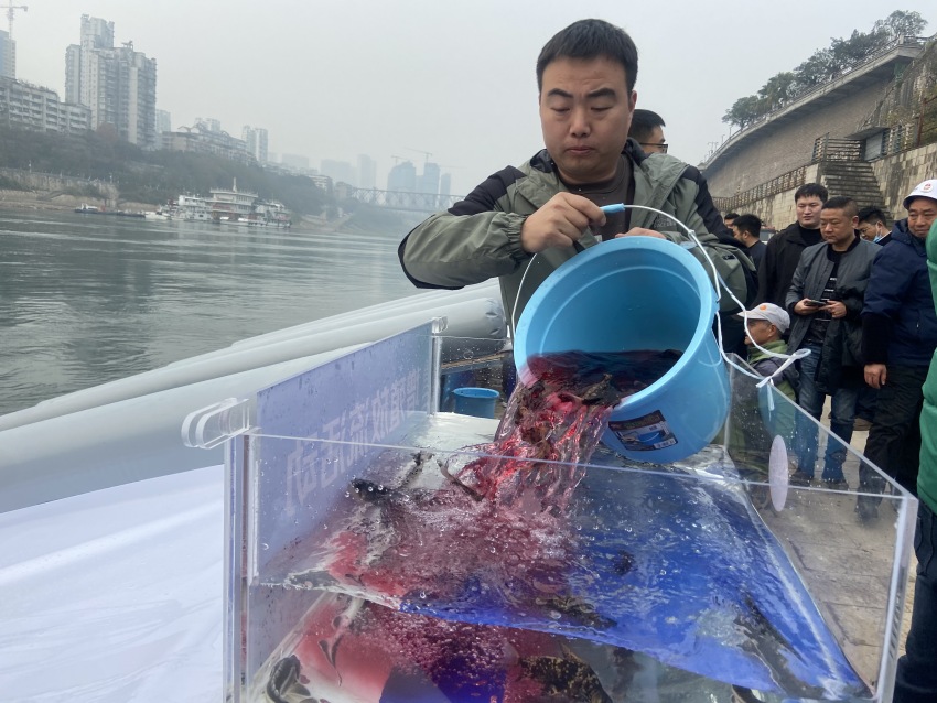 放流活動(dòng)現(xiàn)場(chǎng)。宜賓市廣播電視臺(tái)供圖