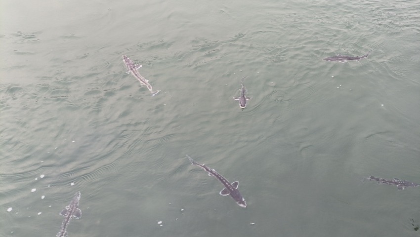 珍稀魚(yú)種——長(zhǎng)江鱘。宜賓市廣播電視臺(tái)供圖